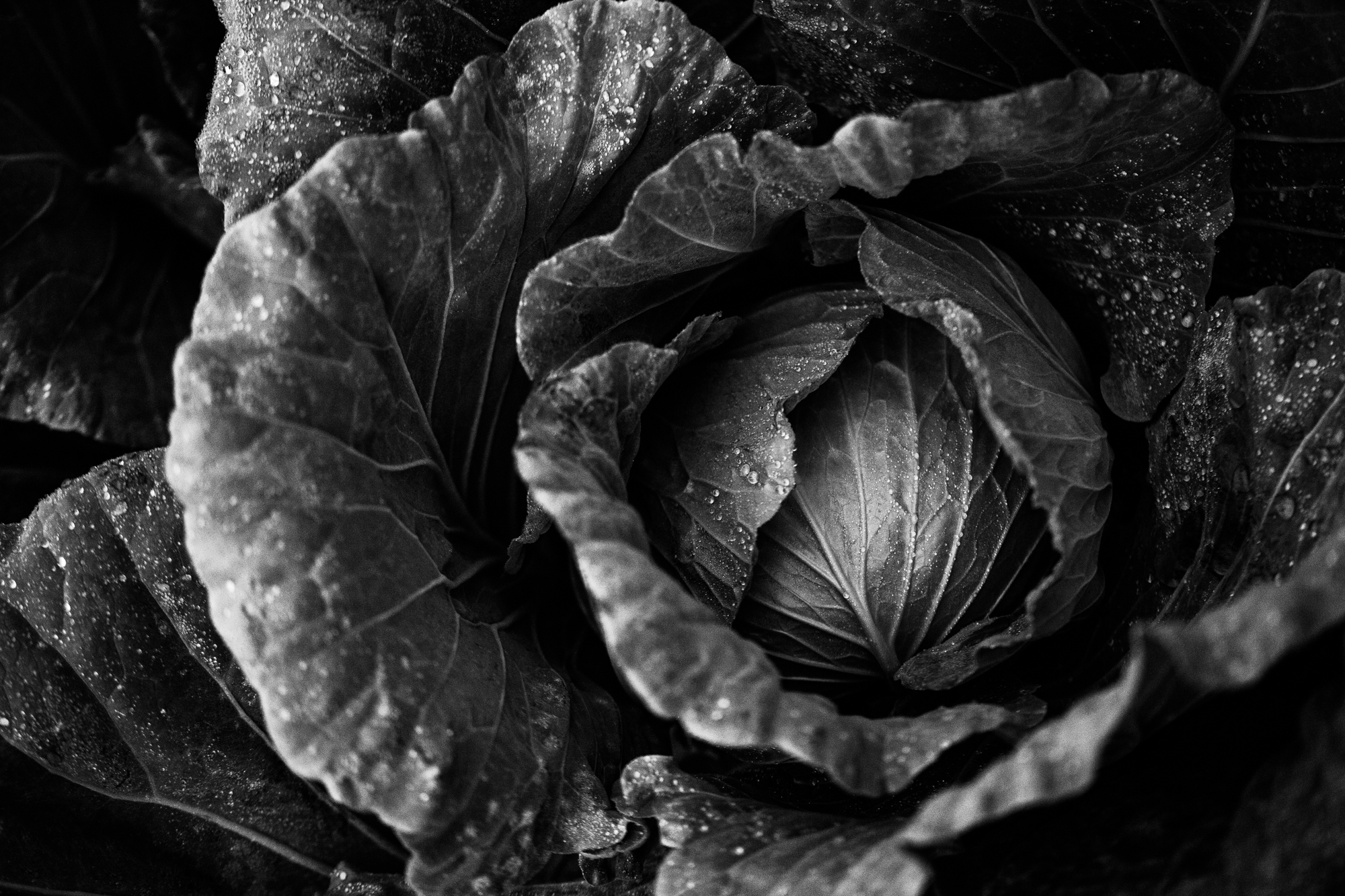 Advertising //  Sage Hill Ranch Gardens